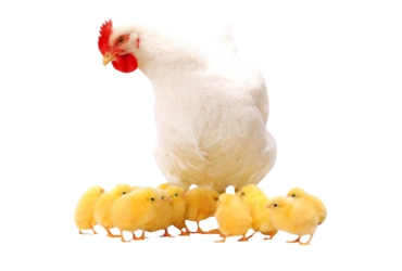 Poultry